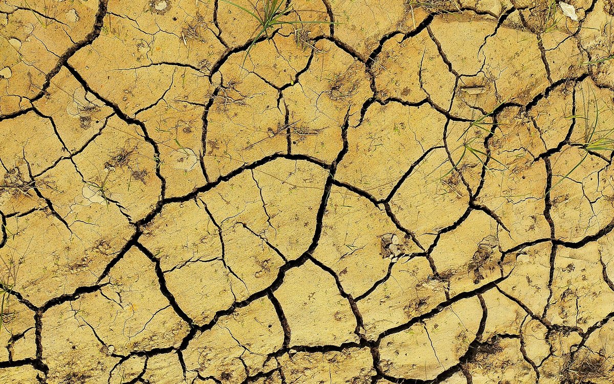 Prairies grillées par un été sans pluie